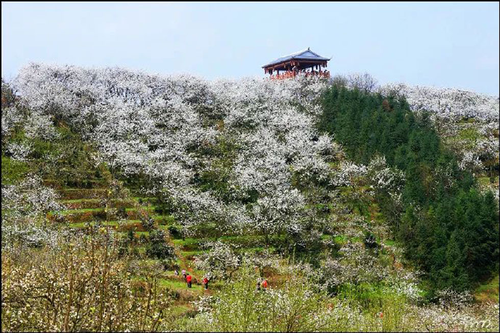 【春天，广西桂林灌阳县向您发出邀请！】我们在灌阳看梨花 - 游山玩水 - 辽源生活社区 - 辽源28生活网 liaoyuan.28life.net