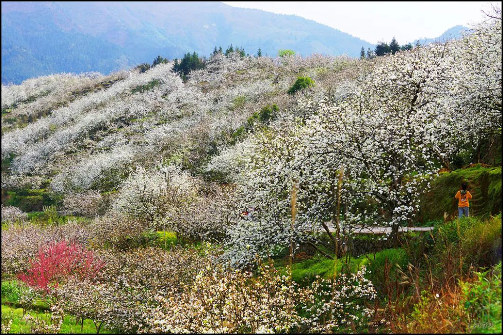 【春天，广西桂林灌阳县向您发出邀请！】我们在灌阳看梨花 - 游山玩水 - 辽源生活社区 - 辽源28生活网 liaoyuan.28life.net