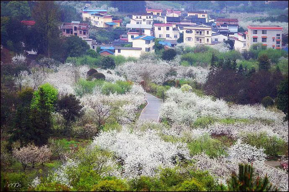 【春天，广西桂林灌阳县向您发出邀请！】我们在灌阳看梨花 - 游山玩水 - 辽源生活社区 - 辽源28生活网 liaoyuan.28life.net