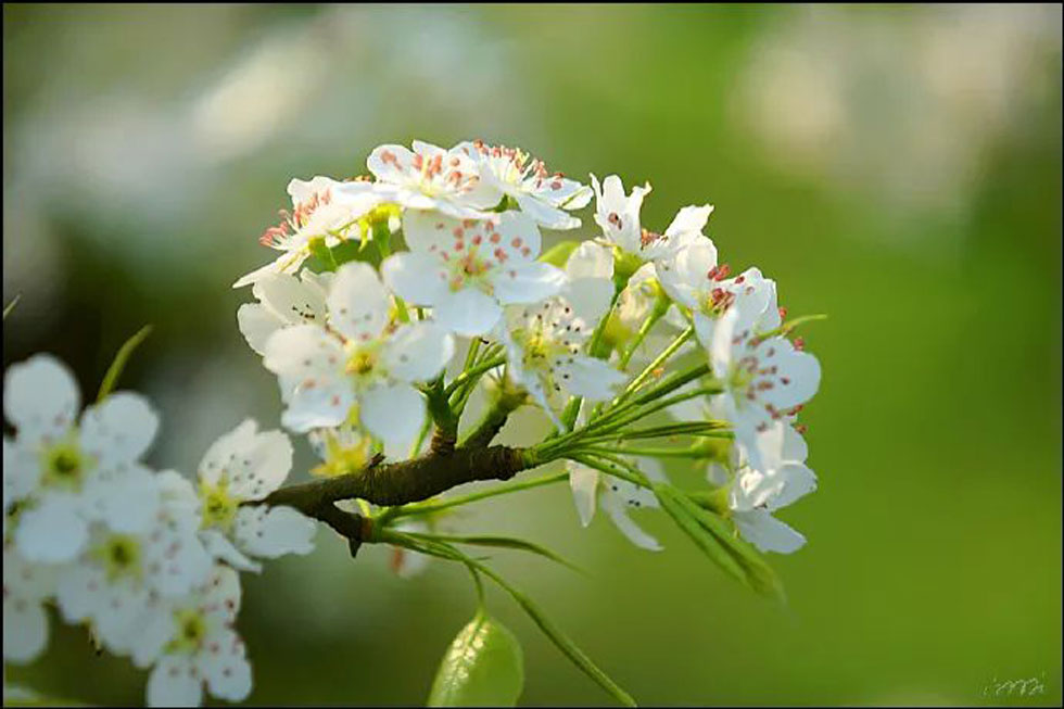【春天，广西桂林灌阳县向您发出邀请！】我们在灌阳看梨花 - 游山玩水 - 辽源生活社区 - 辽源28生活网 liaoyuan.28life.net