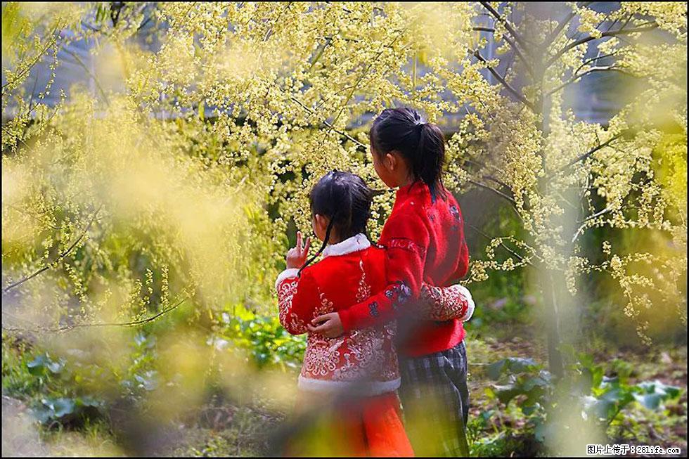 【春天，广西桂林灌阳县向您发出邀请！】米珠山前有片山苍子花在飘香 - 游山玩水 - 辽源生活社区 - 辽源28生活网 liaoyuan.28life.net