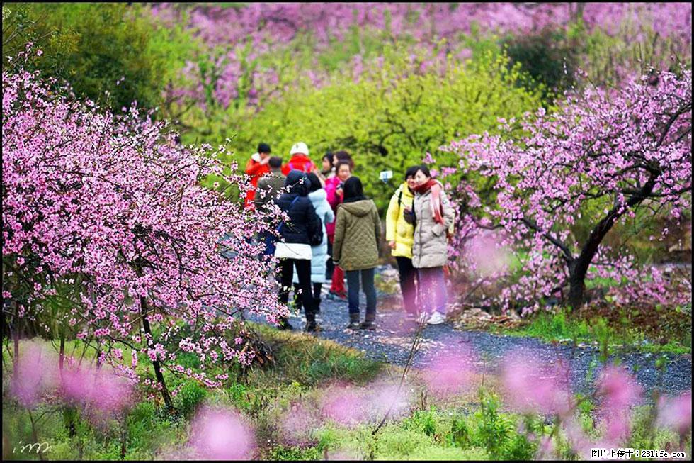 【春天，广西桂林灌阳县向您发出邀请！】官庄村有个醉美的桃花园 - 游山玩水 - 辽源生活社区 - 辽源28生活网 liaoyuan.28life.net