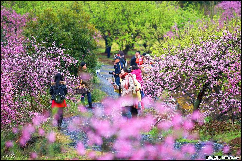 【春天，广西桂林灌阳县向您发出邀请！】官庄村有个醉美的桃花园 - 游山玩水 - 辽源生活社区 - 辽源28生活网 liaoyuan.28life.net