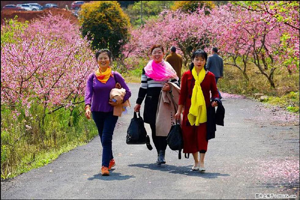 【春天，广西桂林灌阳县向您发出邀请！】官庄村有个醉美的桃花园 - 游山玩水 - 辽源生活社区 - 辽源28生活网 liaoyuan.28life.net