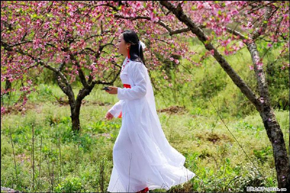 【春天，广西桂林灌阳县向您发出邀请！】官庄村有个醉美的桃花园 - 游山玩水 - 辽源生活社区 - 辽源28生活网 liaoyuan.28life.net