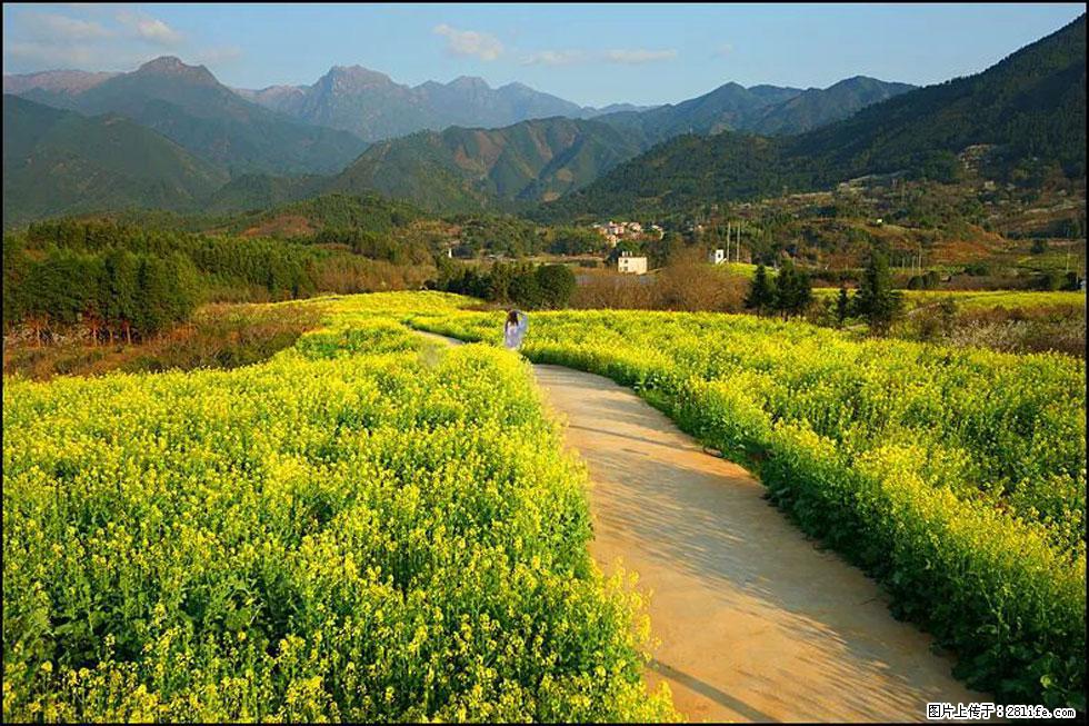 【春天，广西桂林灌阳县向您发出邀请！】长坪村油菜盛情花开 - 游山玩水 - 辽源生活社区 - 辽源28生活网 liaoyuan.28life.net