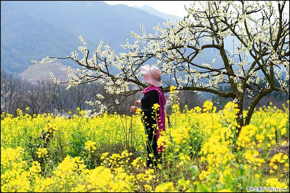 【春天，广西桂林灌阳县向您发出邀请！】长坪村油菜盛情花开 - 游山玩水 - 辽源生活社区 - 辽源28生活网 liaoyuan.28life.net