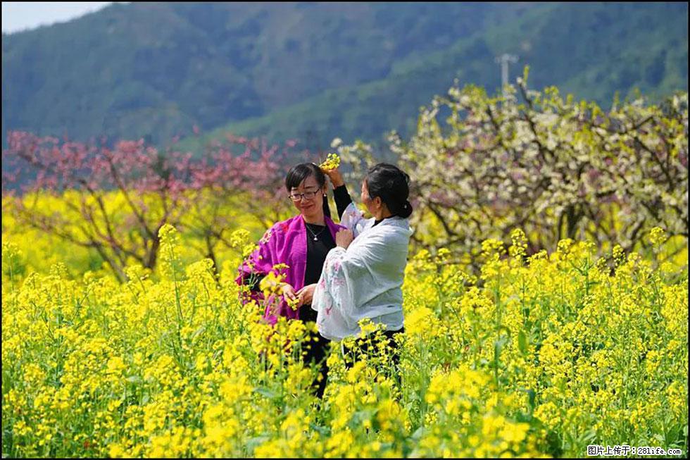 【春天，广西桂林灌阳县向您发出邀请！】长坪村油菜盛情花开 - 游山玩水 - 辽源生活社区 - 辽源28生活网 liaoyuan.28life.net