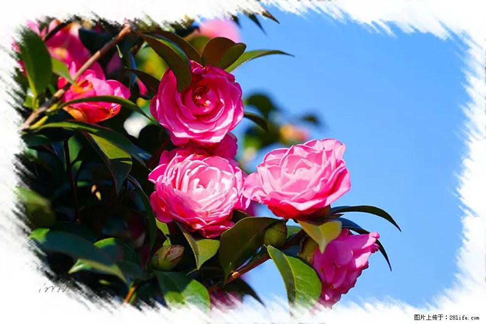【春天，广西桂林灌阳县向您发出邀请！】杨柳井茶花惹人爱 - 游山玩水 - 辽源生活社区 - 辽源28生活网 liaoyuan.28life.net