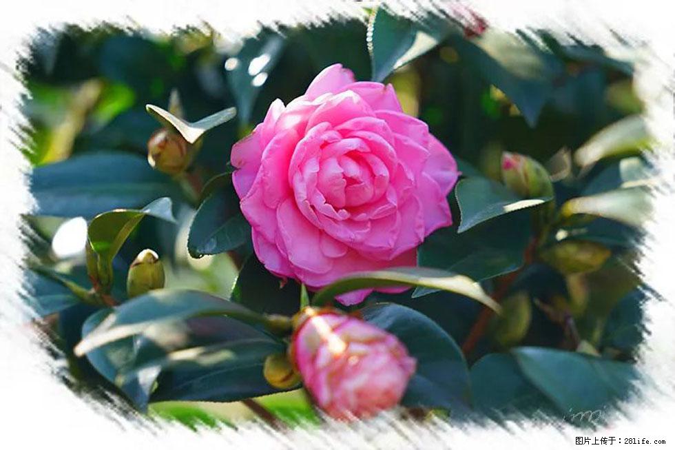 【春天，广西桂林灌阳县向您发出邀请！】杨柳井茶花惹人爱 - 游山玩水 - 辽源生活社区 - 辽源28生活网 liaoyuan.28life.net