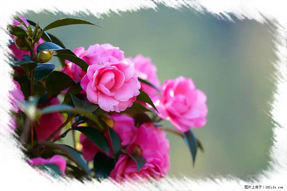 【春天，广西桂林灌阳县向您发出邀请！】杨柳井茶花惹人爱 - 游山玩水 - 辽源生活社区 - 辽源28生活网 liaoyuan.28life.net