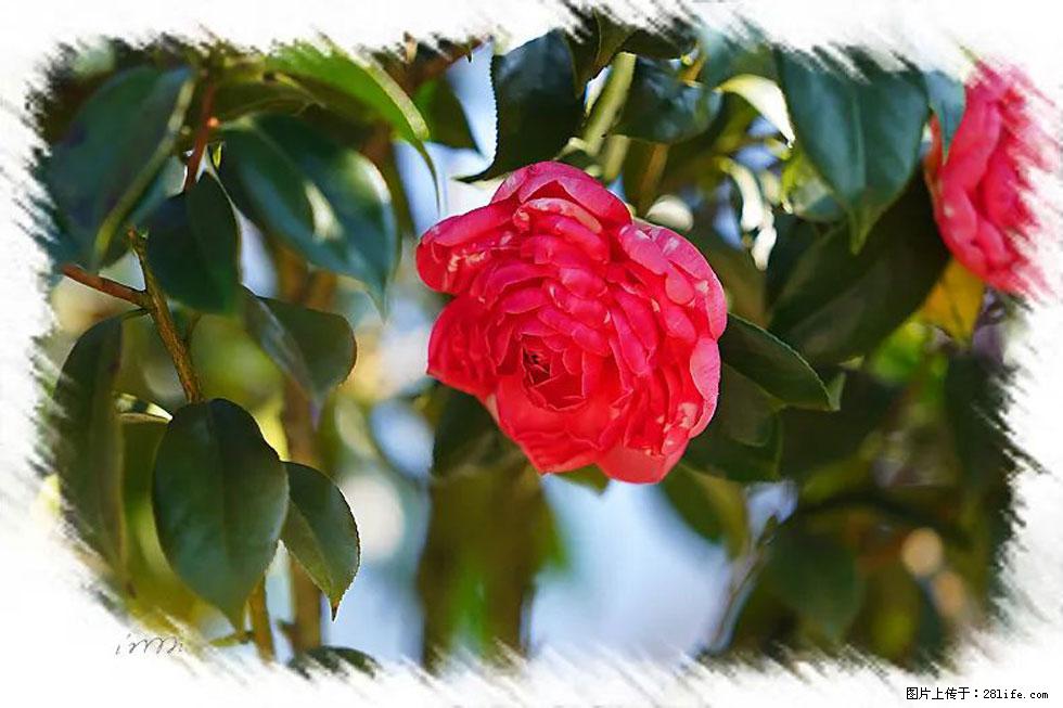 【春天，广西桂林灌阳县向您发出邀请！】杨柳井茶花惹人爱 - 游山玩水 - 辽源生活社区 - 辽源28生活网 liaoyuan.28life.net