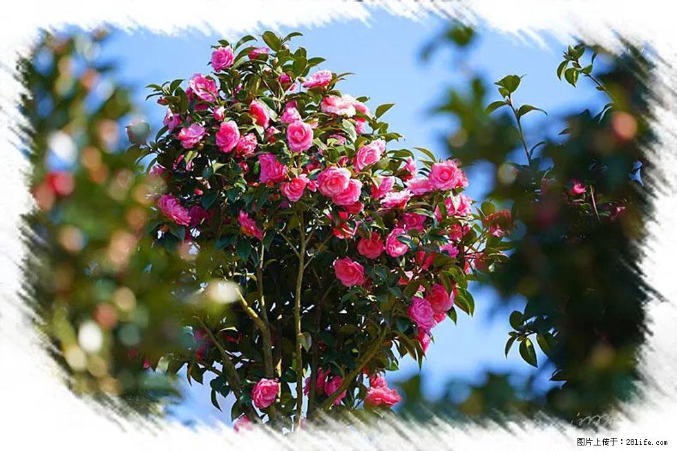 【春天，广西桂林灌阳县向您发出邀请！】杨柳井茶花惹人爱 - 游山玩水 - 辽源生活社区 - 辽源28生活网 liaoyuan.28life.net