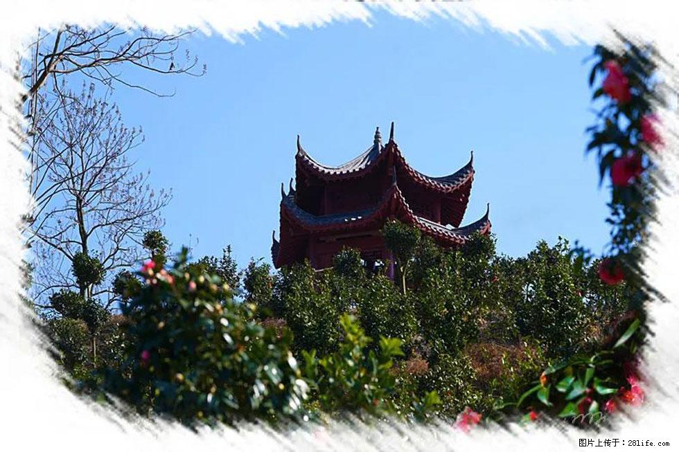 【春天，广西桂林灌阳县向您发出邀请！】杨柳井茶花惹人爱 - 游山玩水 - 辽源生活社区 - 辽源28生活网 liaoyuan.28life.net