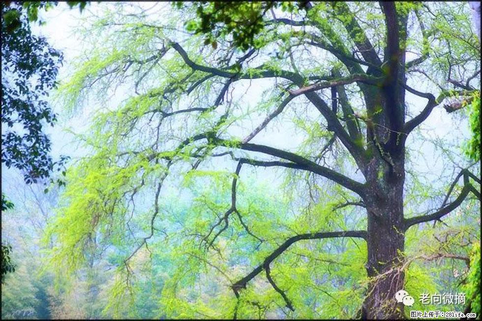 【春天，广西桂林灌阳县向您发出邀请！】在小龙村与春天约会 - 游山玩水 - 辽源生活社区 - 辽源28生活网 liaoyuan.28life.net