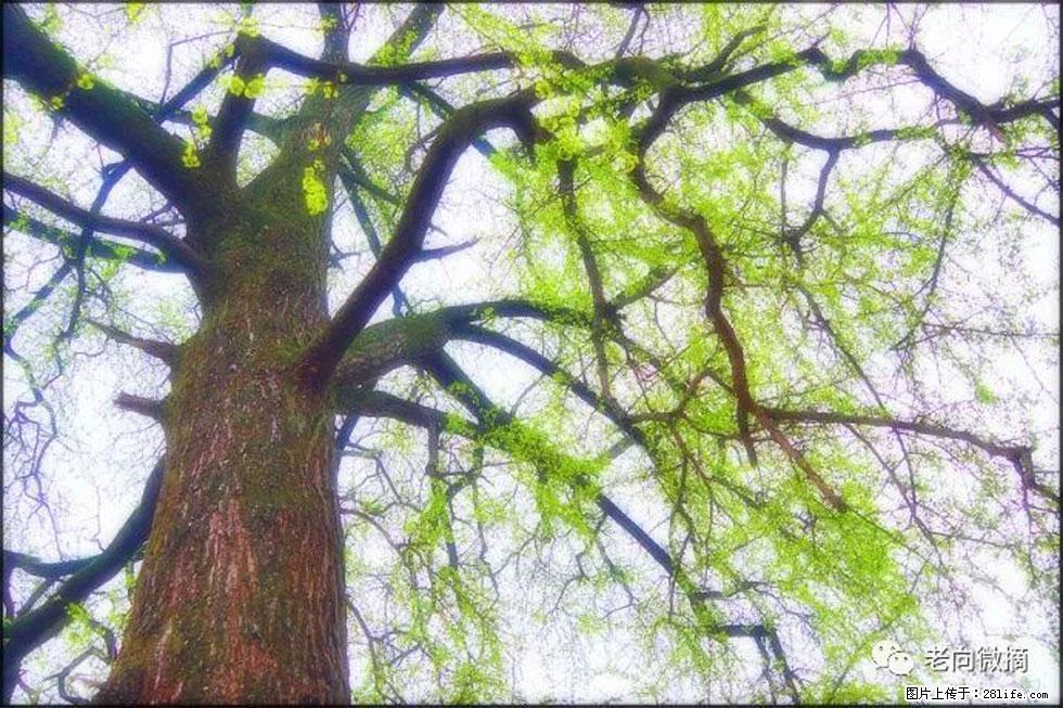 【春天，广西桂林灌阳县向您发出邀请！】在小龙村与春天约会 - 游山玩水 - 辽源生活社区 - 辽源28生活网 liaoyuan.28life.net
