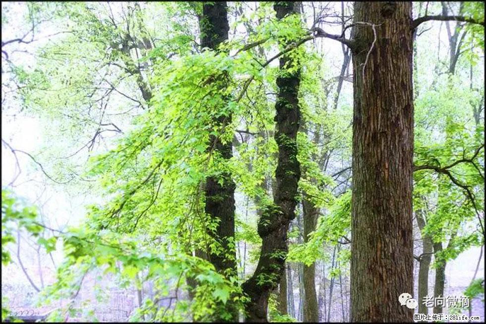 【春天，广西桂林灌阳县向您发出邀请！】在小龙村与春天约会 - 游山玩水 - 辽源生活社区 - 辽源28生活网 liaoyuan.28life.net