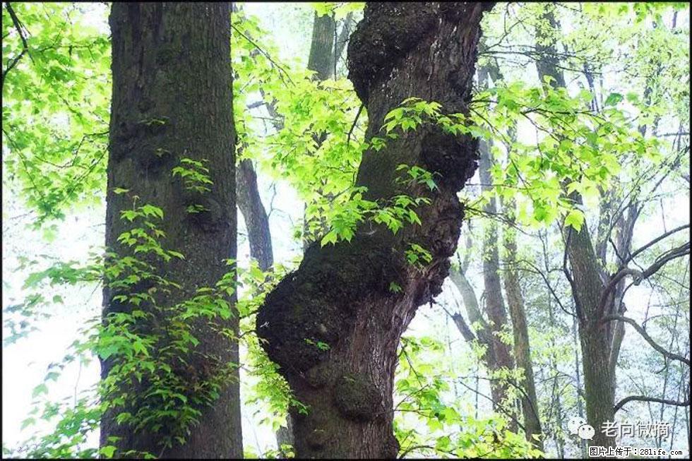 【春天，广西桂林灌阳县向您发出邀请！】在小龙村与春天约会 - 游山玩水 - 辽源生活社区 - 辽源28生活网 liaoyuan.28life.net