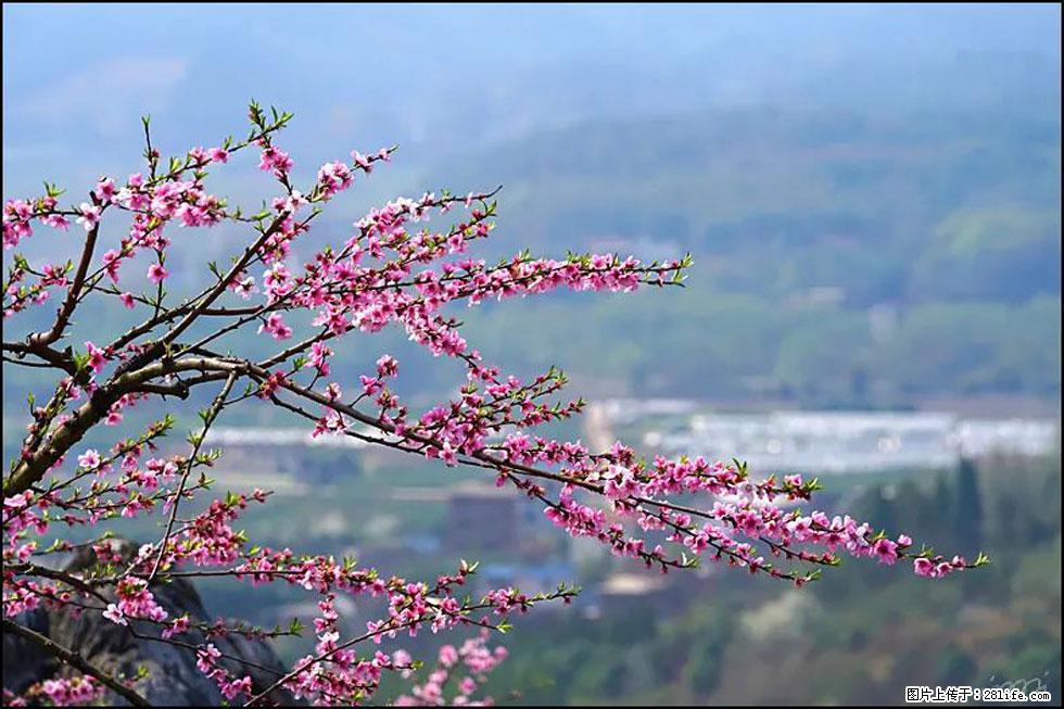 【春天，广西桂林灌阳县向您发出邀请！】望月岭上桃花开 - 游山玩水 - 辽源生活社区 - 辽源28生活网 liaoyuan.28life.net