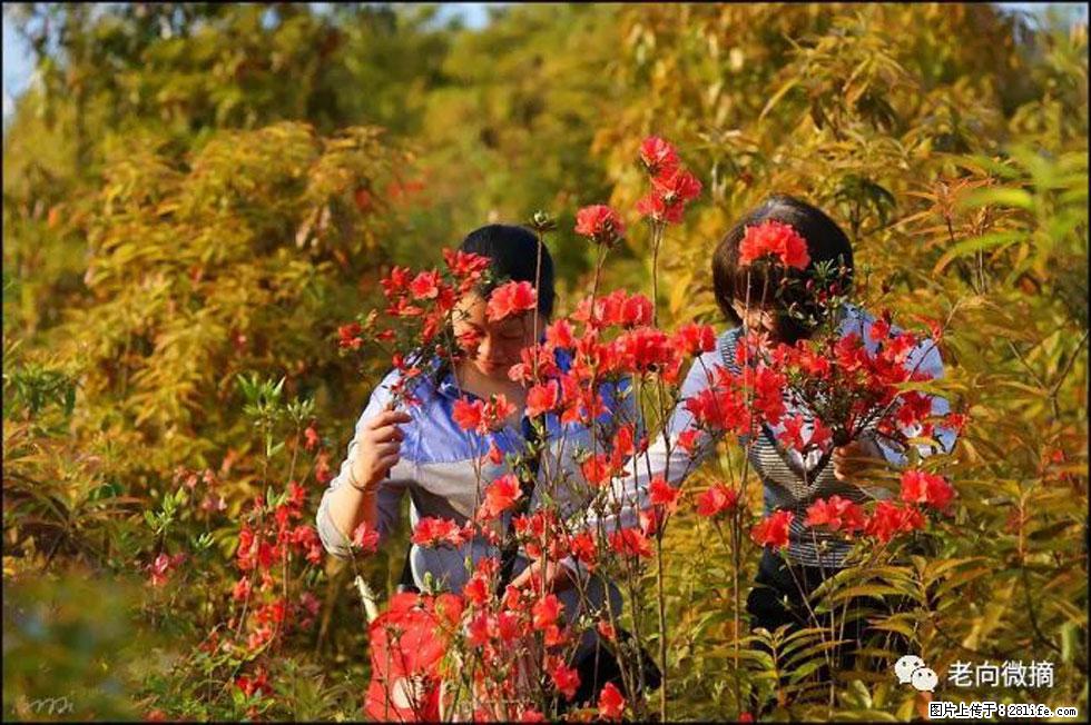 【春天，广西桂林灌阳县向您发出邀请！】登麒麟山，相约映山红 - 游山玩水 - 辽源生活社区 - 辽源28生活网 liaoyuan.28life.net
