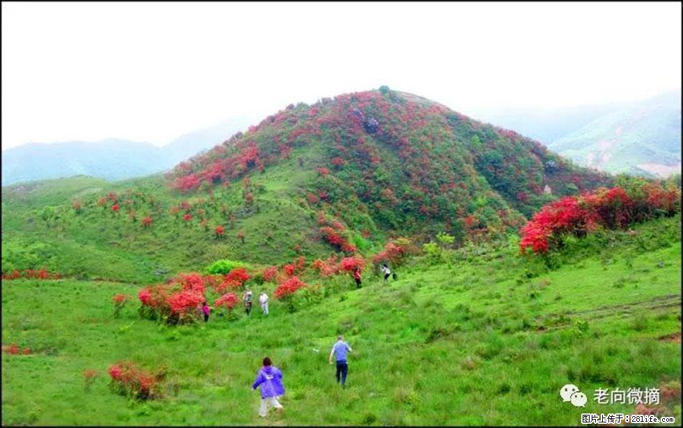 【春天，广西桂林灌阳县向您发出邀请！】宝盖山上映山红 - 游山玩水 - 辽源生活社区 - 辽源28生活网 liaoyuan.28life.net