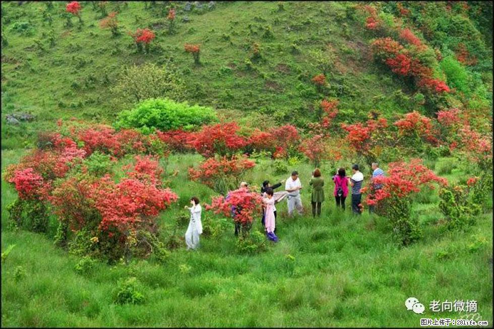 【春天，广西桂林灌阳县向您发出邀请！】宝盖山上映山红 - 游山玩水 - 辽源生活社区 - 辽源28生活网 liaoyuan.28life.net