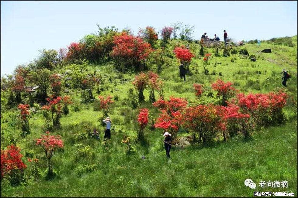 【春天，广西桂林灌阳县向您发出邀请！】宝盖山上映山红 - 游山玩水 - 辽源生活社区 - 辽源28生活网 liaoyuan.28life.net