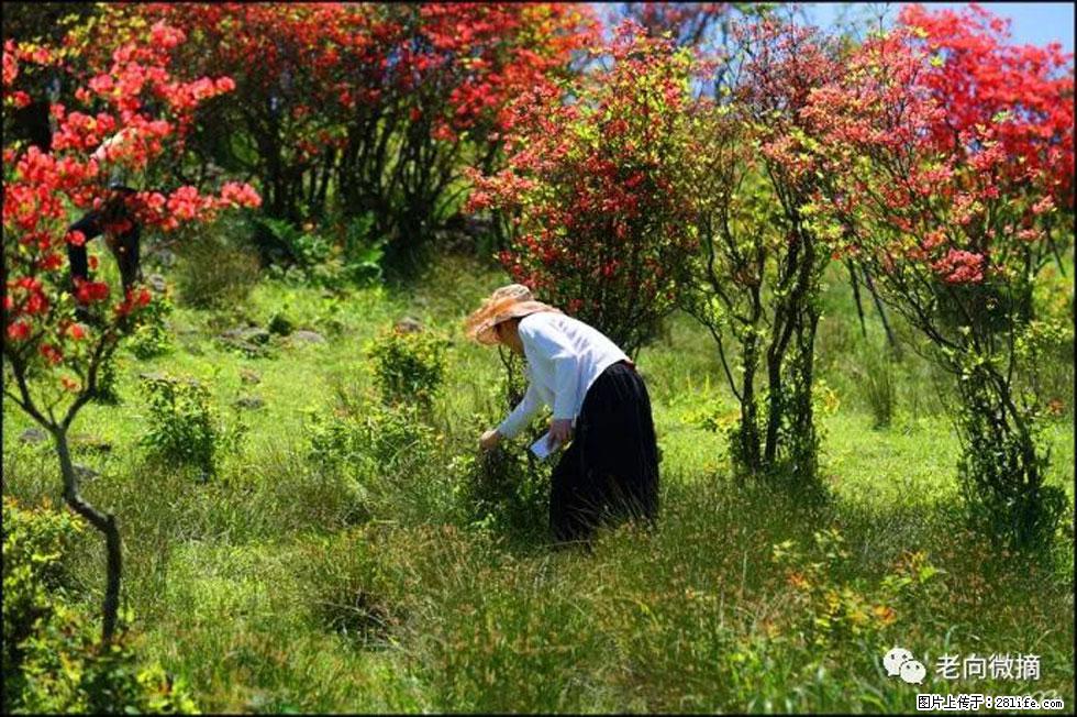 【春天，广西桂林灌阳县向您发出邀请！】宝盖山上映山红 - 游山玩水 - 辽源生活社区 - 辽源28生活网 liaoyuan.28life.net
