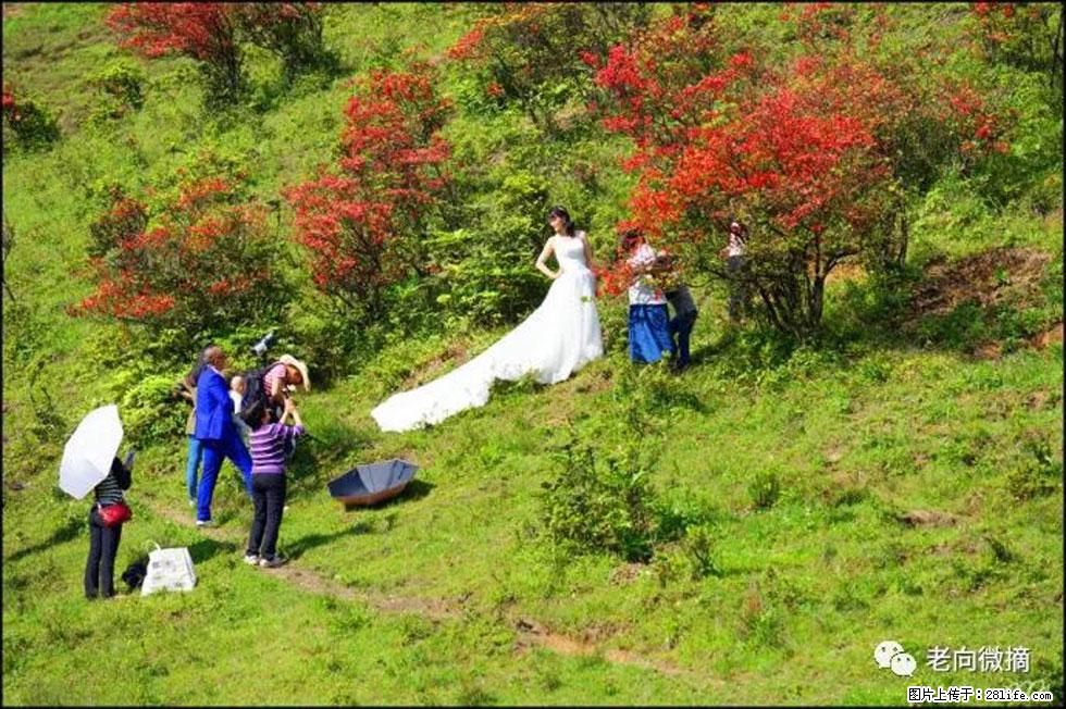 【春天，广西桂林灌阳县向您发出邀请！】宝盖山上映山红 - 游山玩水 - 辽源生活社区 - 辽源28生活网 liaoyuan.28life.net