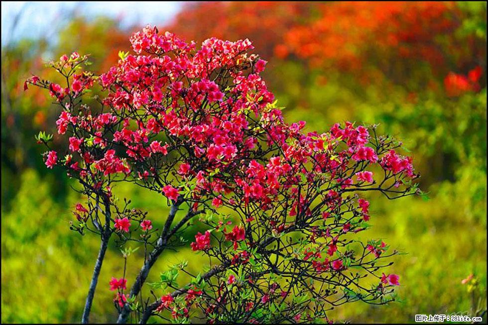 【春天，广西桂林灌阳县向您发出邀请！】春木界上映山红 - 游山玩水 - 辽源生活社区 - 辽源28生活网 liaoyuan.28life.net