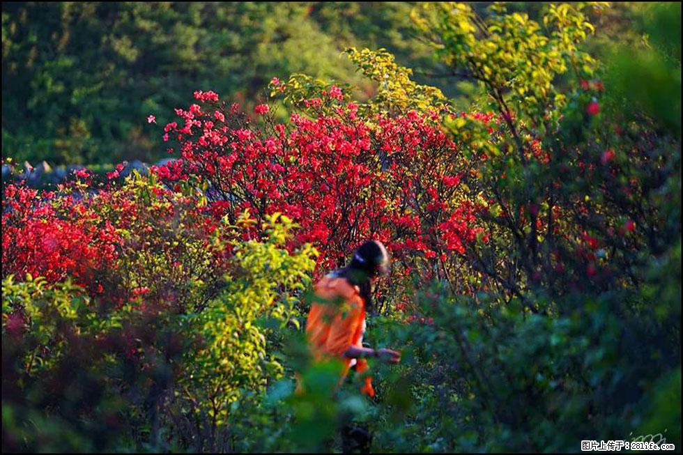 【春天，广西桂林灌阳县向您发出邀请！】春木界上映山红 - 游山玩水 - 辽源生活社区 - 辽源28生活网 liaoyuan.28life.net