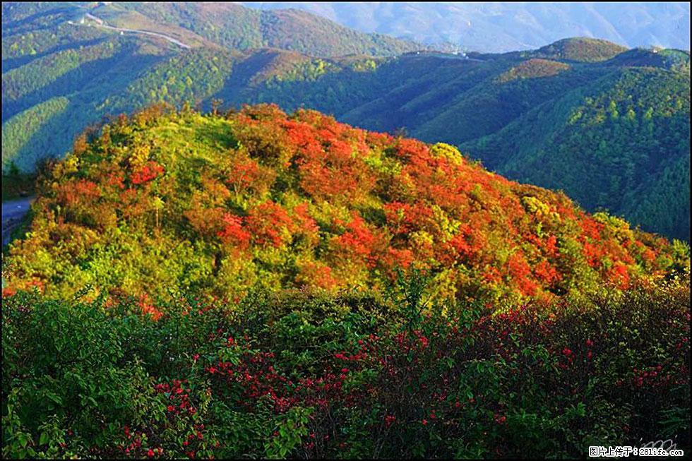 【春天，广西桂林灌阳县向您发出邀请！】春木界上映山红 - 游山玩水 - 辽源生活社区 - 辽源28生活网 liaoyuan.28life.net