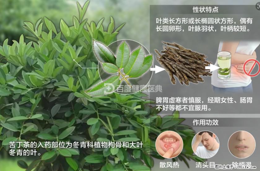苦丁茶有哪些功效和作用 - 生活百科 - 辽源生活社区 - 辽源28生活网 liaoyuan.28life.net