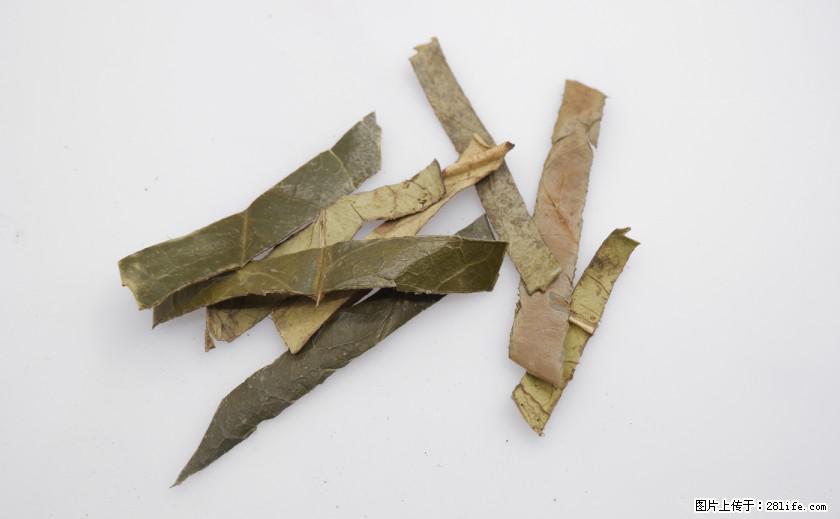 苦丁茶有哪些功效和作用 - 生活百科 - 辽源生活社区 - 辽源28生活网 liaoyuan.28life.net