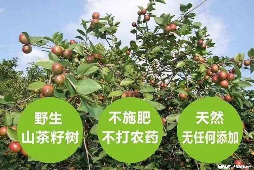 【灌阳县油茶产业示范区】一个有着充实的精神生活的人，对待身外之物自会有一种淡泊的态度 - 美食天地 - 辽源生活社区 - 辽源28生活网 liaoyuan.28life.net