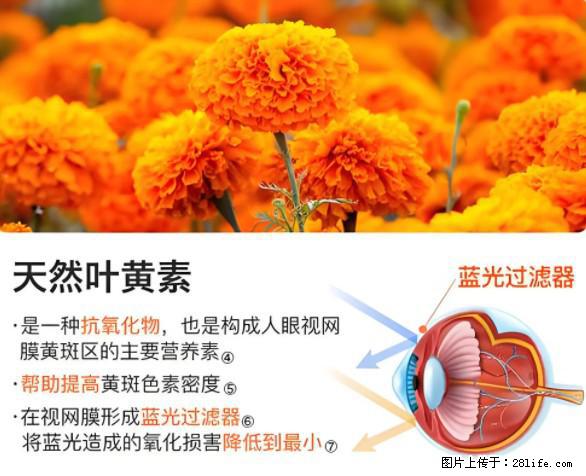 叶黄素有什么功效和作用 - 生活百科 - 辽源生活社区 - 辽源28生活网 liaoyuan.28life.net
