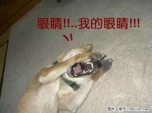 笑癫了！一女的怀孕三年未生，他终于忍不住了... - 娱乐八卦 - 辽源生活社区 - 辽源28生活网 liaoyuan.28life.net