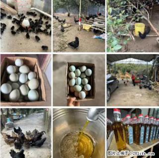 油茶园从小鸡仔开始养起的纯土鸡、土鸡蛋可以预定啦！还有前几天刚榨的纯山茶油哦 - 辽源28生活网 liaoyuan.28life.net