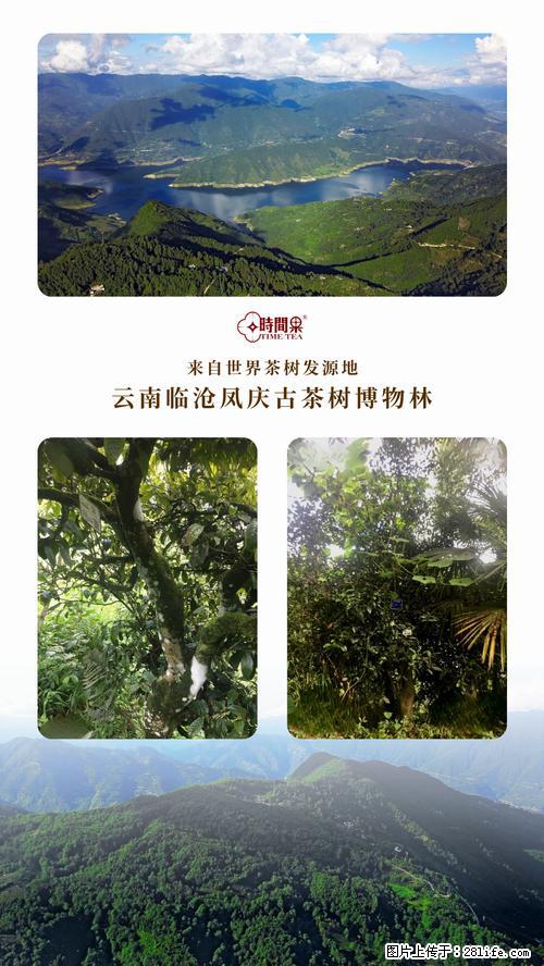时间果百年古树2025年春红茶 - 购物交流 - 辽源生活社区 - 辽源28生活网 liaoyuan.28life.net