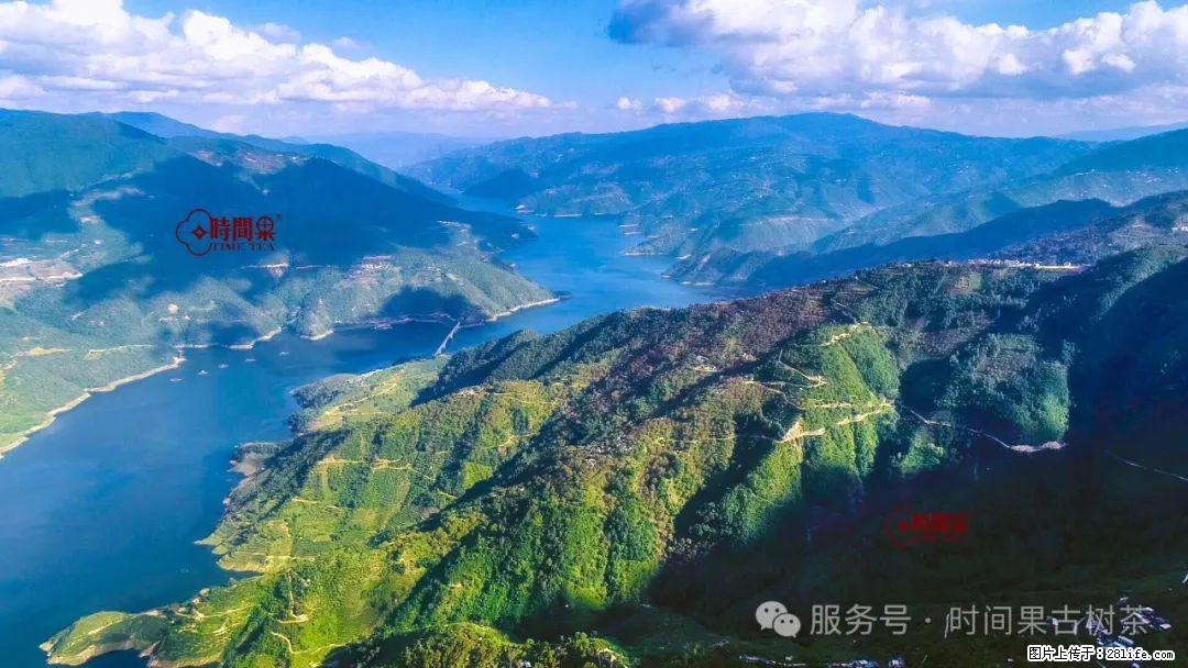 时间果百年古树龙珠普洱生茶 - 购物交流 - 辽源生活社区 - 辽源28生活网 liaoyuan.28life.net