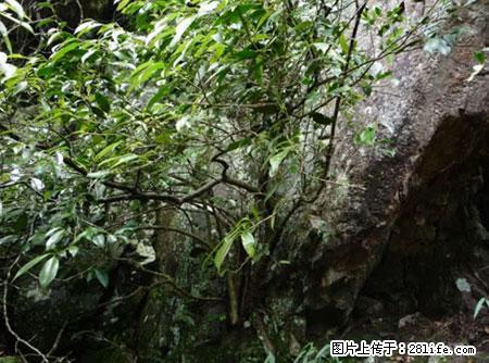 平乐石崖茶，珍贵仅次于金花茶 - 辽源生活资讯 - 辽源28生活网 liaoyuan.28life.net