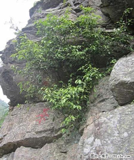 平乐石崖茶，珍贵仅次于金花茶 - 辽源生活资讯 - 辽源28生活网 liaoyuan.28life.net