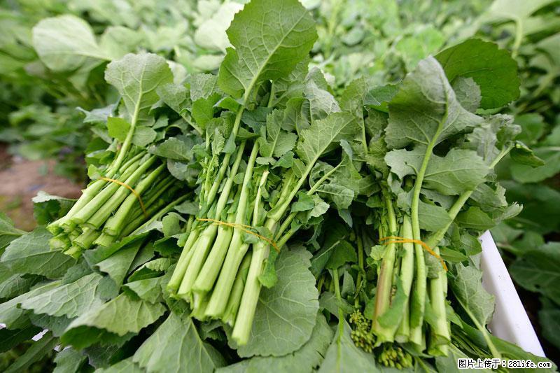 这些蔬菜是“天然钙片”，这6种被医生重点推荐 - 辽源生活资讯 - 辽源28生活网 liaoyuan.28life.net